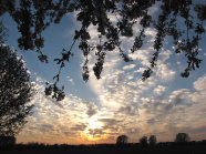 Von einer Position unter einem Baum aus sieht man einen Sonnenuntergang und einen Himmel mit zahlreichen kleinen "Schäfchenwolken". 