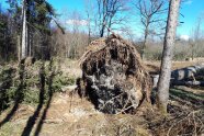 Ein durch Wind entwurzelter Baum