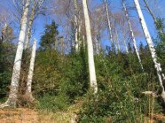 Die europäische Stechpalme im Unterwuchs winterkahler Buchen