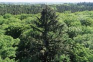 Luftfoto von Nadelbaumwald