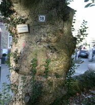 Stamm der stärksten bekannten Europäischen Stechpalme mit einer Hinweistafel