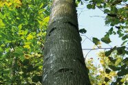 Beeindruckender Walnuss-Stamm in Obfelden, Schweiz