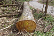 Ein liegender Baumstamm mit Sicht auf das Kernholz
