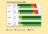 Phänologischen Phasen von Buche, Eiche, Fichte und Kiefer im Jahresverlauf 2008. Verleichend befindet sich darunter die durchschnittliche phänologische Entwicklung. Der Austrieb setzte bei allen Arten entweder früher ein oder war eher abgeschlossen als gewöhnlich. 