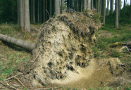 Foto zeigt den Wurzelteller einer vom Sturm geworfenen Fichte