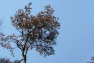 Kiefer mit abgestorbenen Nadeln gegen blauen wolkenlosen Himmel