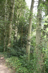 Heckenartige Baumreihe mit Stechpalmen im Park in Bad Gleisweiler