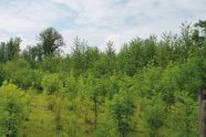 Versuchsfläche umgeben von Zaun auf der viele kleine Eschen wachsen