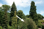 Gesamtansicht des Parkeingangs mit dem Stechpalmenbestand aus Abbildung 2b