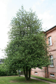 Eine Stechpalme auf einem Rasen vor einem Backstein-Haus