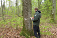 Ein Mann steht vor einem Baum, der ein Umfangmaßband auf Brusthöhe hat. Der Mann notiert etwas in ein Notizbuch.