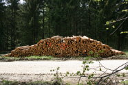 Holzpolter für Energieholz lagert am Waldweg.