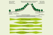 Grafik mit Bäumen, die auf einem Hügel wachsen, darunter hellgrüne Flüsse