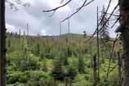 Blick auf Hügelkuppe, bewaldet mit Buchen, deren Blätter erfroren und daher braun sind 