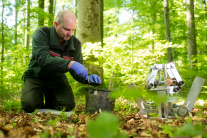 Mitarbeiter der LWF in Dienstkleidung entnimmt Bodenmaterial in einem Buchenwald.