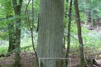 Baumstamm einer groß und schön gewachsenen Edelkastanie