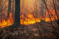 Waldbrandszene: Im Vordergrund verkohlte Sträucher und Bäume im Hintergrund die Feuerwalze