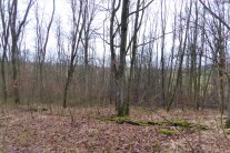 Wurzelbrut der Robinie