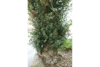 Stammfuß des bundesweiten Rekordbaumes von Ilex aquifolium mit 2,93 m Stammumfang