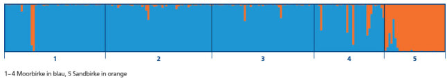 Blauer felder 1-4 (Moorbirke) mit vereinzelten orangenen Stellen, Feld 5 (Sandbirke)