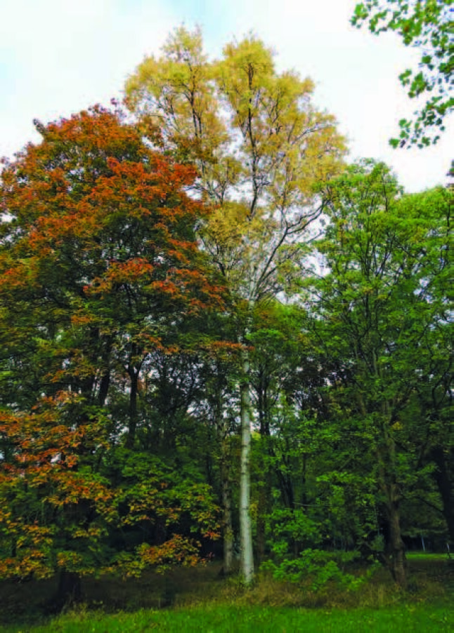 Blick auf eine einstämmige und prachtvoll herbstlich verfärbte Papierbirke