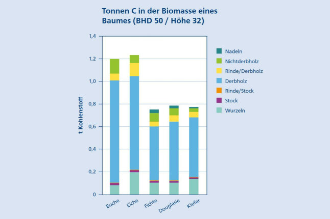 Balkendiagramm zeigt wo Bäume Kohlenstoff speichern