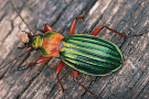 grün-orange-schimmernder Käfer