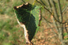 Abbildung 4: Schon an den Zweigen vertrockneten die grünen Blätter. Foto: S. Raspe, LWF