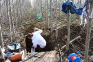 Mann gräbt ein Bodenprofil innerhalb einer Kurzumtriebsplantage