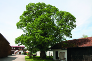 Bauernhof mit Damwildgehege. Im Vordergrund mit bildfüllender, ausladender Edelkastanie im Laub.