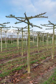 Linden in einer Baumschule im Winter mit kreuzförmiger Krone als Dachform.