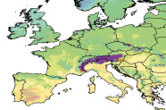 Europakarte auf der das natürliche Verbreitungsgebiet der europäische Lärche im Alpenraum eingezeichnet ist.