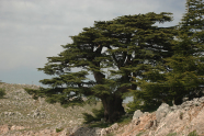 Großer einzelner Nadelbaum in felsiger Umgebung.