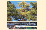 Zwei Fotos: Oberes: Kiefernbestand; unteres: Bohrstockprofil mit Meterstab, die Bodentiefe liegt bei 20cm.