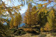 Bunter Lärchenbestand im Herbst.