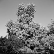 Großer Kastanienbaum in voller Blüte