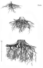 Drei unterschiedlich große Wurzelentwicklungen. Weitere Erklärungen im Text. 