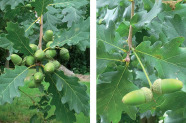Nahaufnahme der grünen Früchte der Traubeneiche (links) und der Stieleiche (rechts) jeweils am Zweig mit Blättern. 