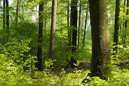 Strukturierter Waldbestand