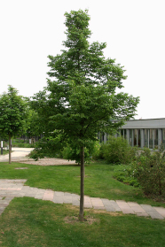 Gepflanzte junge Linden auf einem Campus.