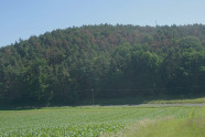 Waldbestand mit rötlich verfärbten Kiefern