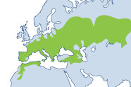 Die Schwarzpappel ist in ganz Mittel-, Süd- und Osteuropa, im Norden Marokkos, Algeriens und Tunesiens, sowie in Kasachstan und Russland verbreitet.