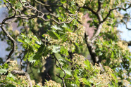 Blätter und Blüten eines Baumes