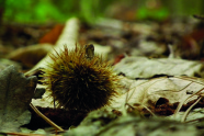 Im Herbst abgeworfener stacheliger Fruchtbecher der Edelkastanie liegt auf dem belaubten Boden.