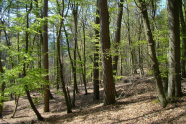 Mischwald im Frühjahr.