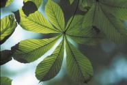 Blatt der Rosskastanie (Foto: Riedmiller)