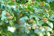 Blick in eine Buchenkrone, an der sehr viele Bucheckern hängen