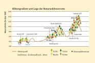 Diagramm, das Höhenstufen mit entsprechend wachsenden Bäumen schematisch zeigt