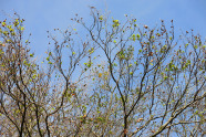 Baumkrone mit austreibenden Blättern