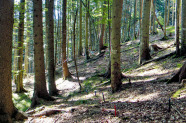 Waldbestand am Hang